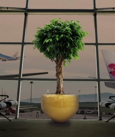 15.de luxe zand ficus