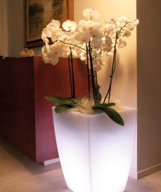 Logos light