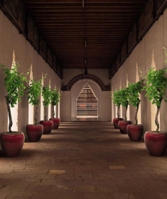 6.ossenbloed vitis