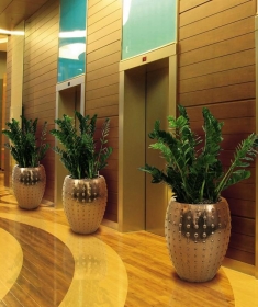 7.laos zamioculcas
