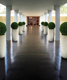 9.wit buxus