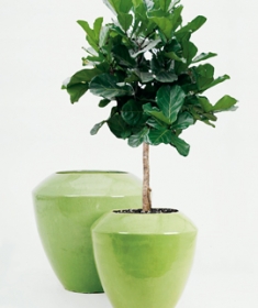 Coppa lime