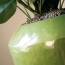 Coppa lime