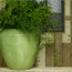 Coppa lime